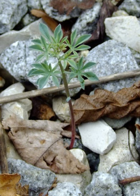 DSCF0505_eTropaeolum_polyphyllum.JPG