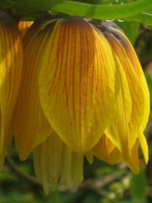 Fritillaria_imp._Striped_Beauty1_IMG_5509.JPG