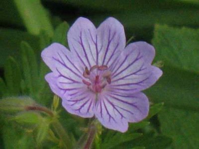 Geranium_tuberosum_IMG_5511.JPG