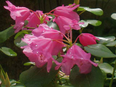 Rhododendron_orbiculare_IMG_5502.JPG
