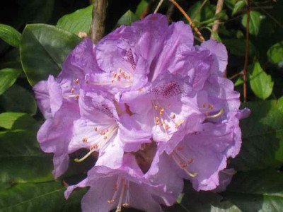 Rhododendron_Susan1_IMG_5501.JPG