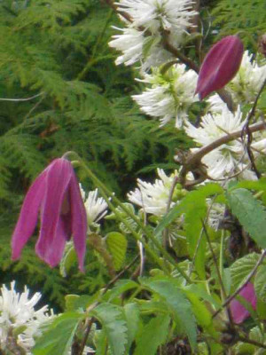 Clematis_alpina_Rubra1_IMG_5512.JPG
