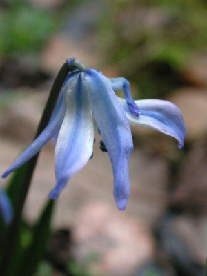 Scilla_siberica_x_rosenii.jpg