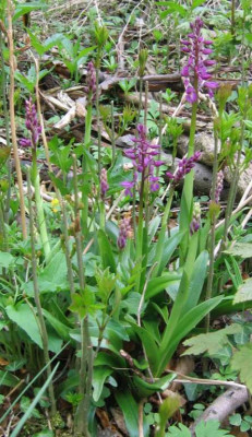 orchideeaufwand.jpg