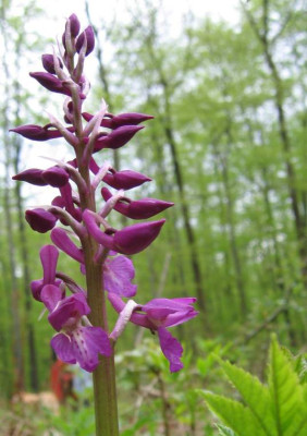 orchideenanu.jpg