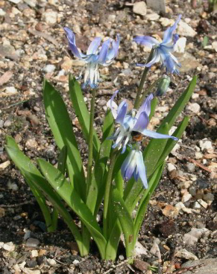 03290062_eScilla_rosenii.JPG