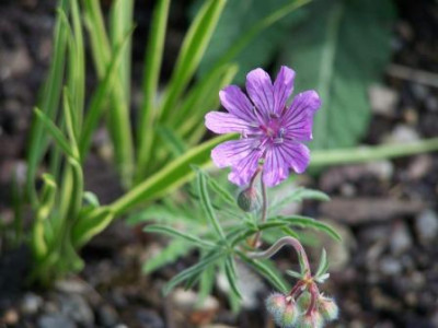 GerTuberosum.JPG