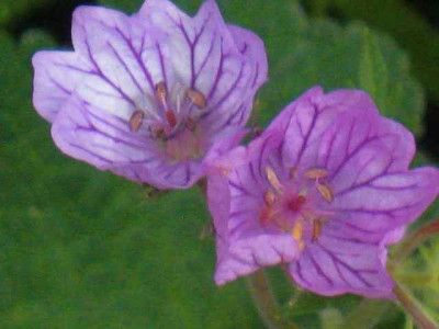 Geranium_tuberosum1_IMG_5519.JPG