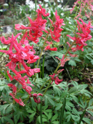 Corydalis_solida_G.P._Baker.jpg