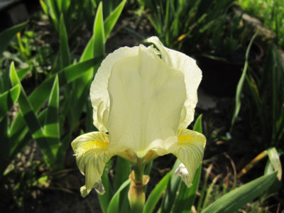 Iris_virescens_2010.jpg