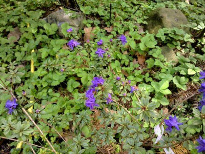 Kopie_von_290420102141R._polycladum.jpg