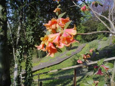 Kopie_von_010520102181R.cinnabarinum_ssp.xanthocodon_Concatenans.jpg
