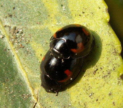 Exochomus_quadripustulatus_-_Vierfleckiger_Kugelmarienkaefer_08.jpg