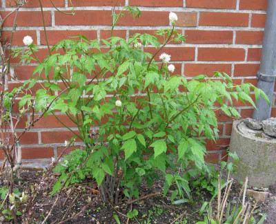 actaea_ganz_800x600.jpg