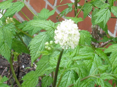 actaea_blute_800x600.jpg