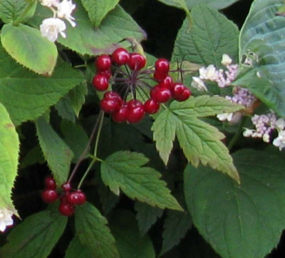 actaea_frucht_800x600.jpg
