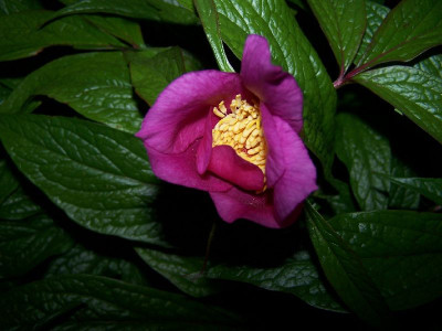100_3122_PAEONIA_mairei____800.jpg