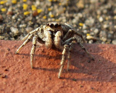 Salticus_scenicus_-_Springspinne_05.jpg