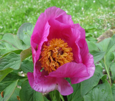 Paeonia_mollis_2010_800x600.jpg