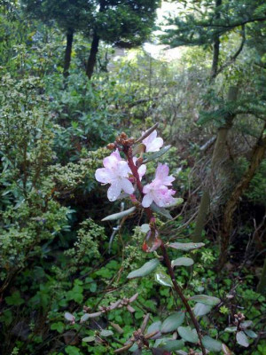 Kopie_von_020520102261R.racemosum_Bu280.jpg