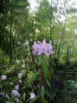Kopie_von_020520102265R.yunnanenseChartophyllum.jpg