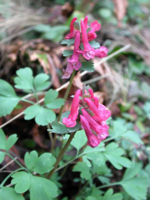 Corydalis_solida_Penza.jpg