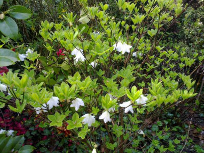 Kopie_von_020520102257R.quinquefolium.jpg