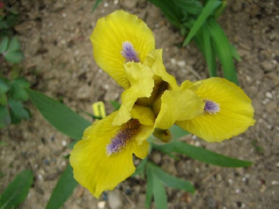 Iris_n.Edith_Wolford_-f-2010.jpg