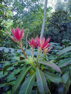 Kopie_von_020520102269Pieris_formosa_ssp.forrestii.jpg