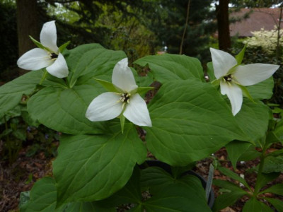 Trillium_simile_2010.jpg