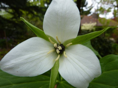 T.simile_2010.jpg