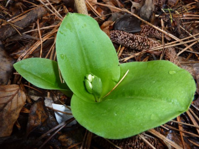 Orchis_spectabilis_2010.jpg