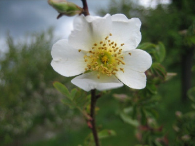 R._Omeiensis_2010-001.jpg