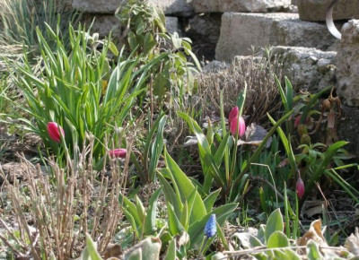 tulipa_humilis_violacaea_1_woche_spaeter.jpg