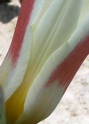tulipa_kaufmanniana_Johann_Strauss.jpg