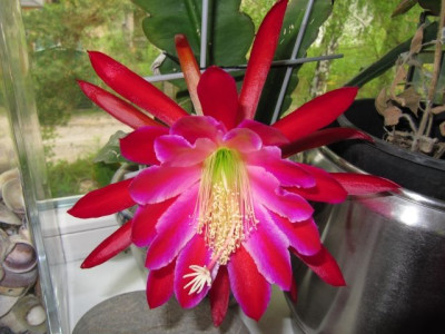 Epiphyllum_FoO_1.jpg