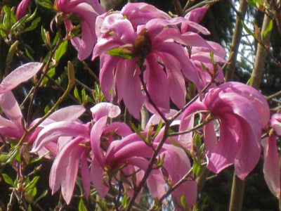 Magnolia_Pinkie_IMG_5475.JPG