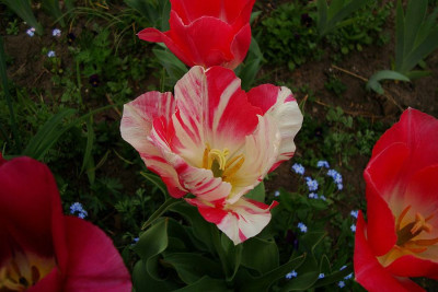 v-tulpe.jpg
