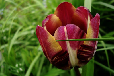 v-tulpe_alte_sorte.jpg