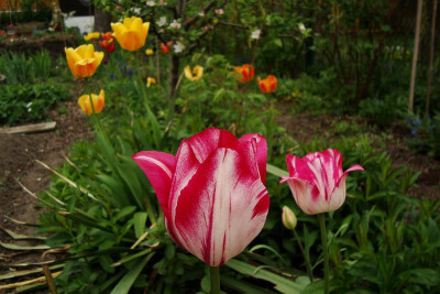 v-tulpe_himbeerschoen.jpg