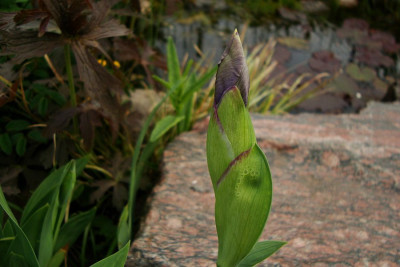 ha_1st_iris2010.jpg
