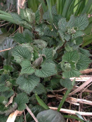 Lamium_orvala.jpg