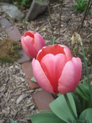 Tulpen_2010.jpg