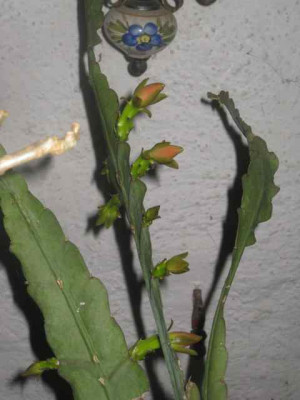 Epiphyllum-Zweig_IMG_5531.JPG
