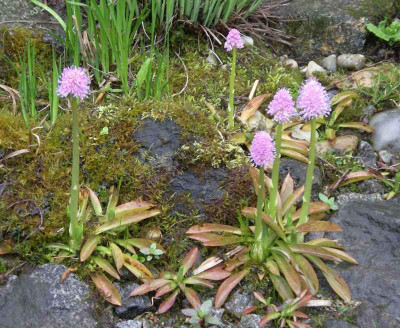 comp_Helonias_bullata_02.05.10.jpg