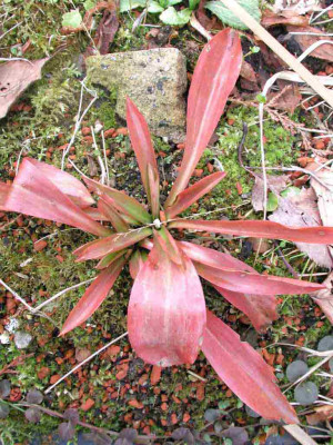 Helonias_bullata.jpg