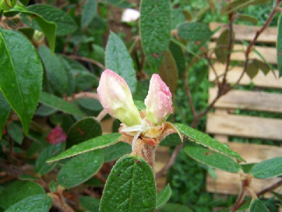 100_3145_Rhododendron_edgeworthii__buds___640.jpg