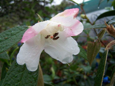 100_3148_Rhodo._edgeworthii_-flower-___800.jpg