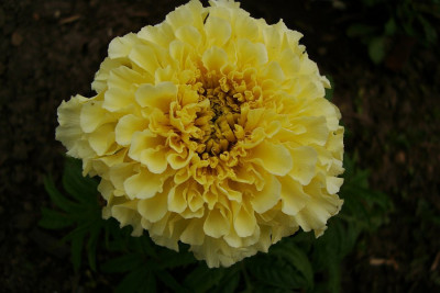tagetes_vanilla.jpg