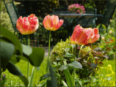 Tulpen.jpg